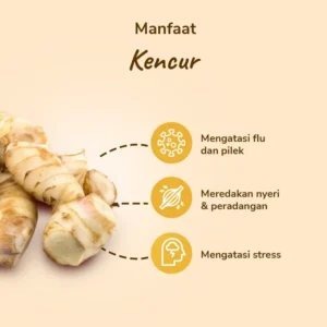 Kencur - Image 3